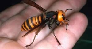 Asian Hornet Threat